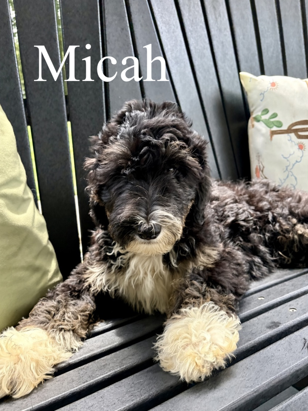 Micah (dark blue collar) 3